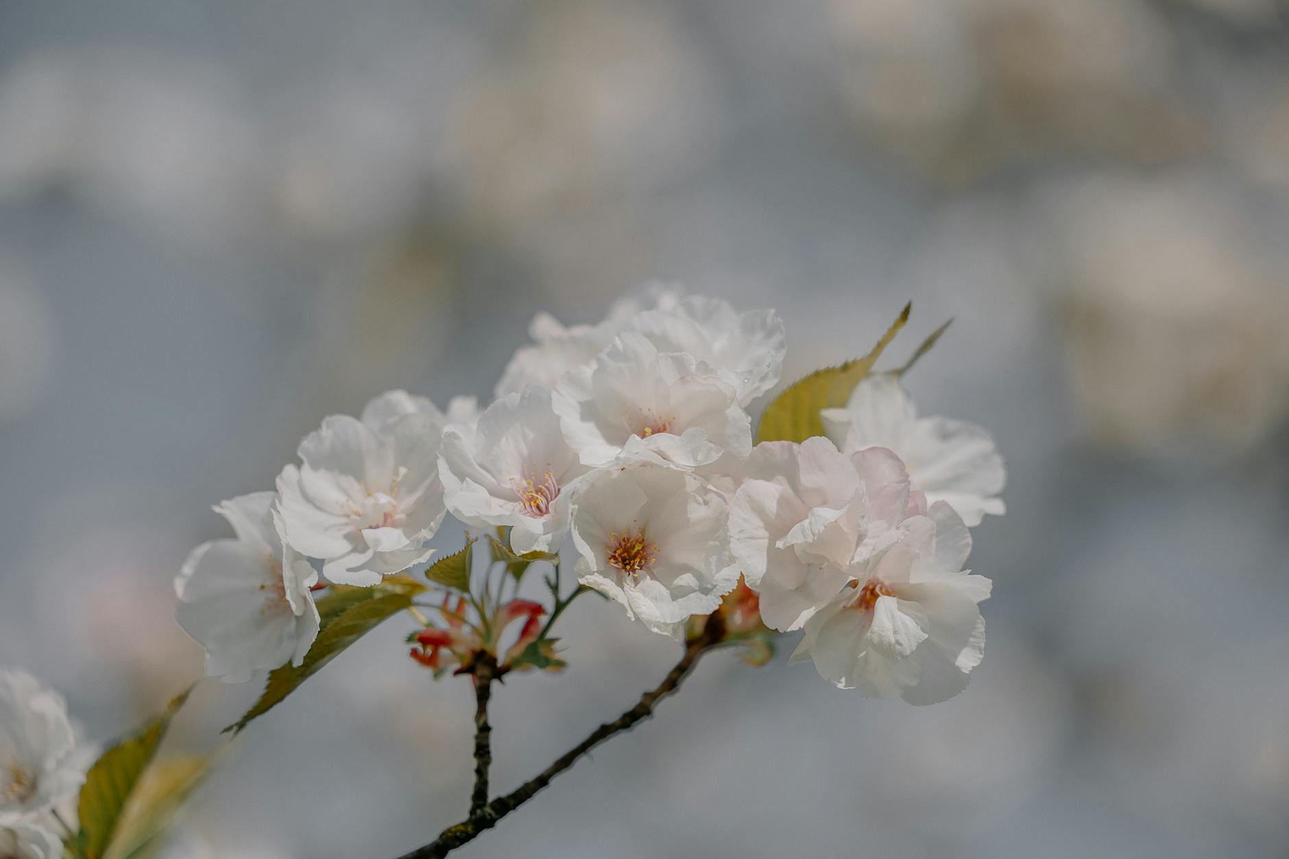 Kwitnące drzewa wiśni i czereśni w Golubiu-Dobrzyniu tworzące różowo-białą mgiełkę.