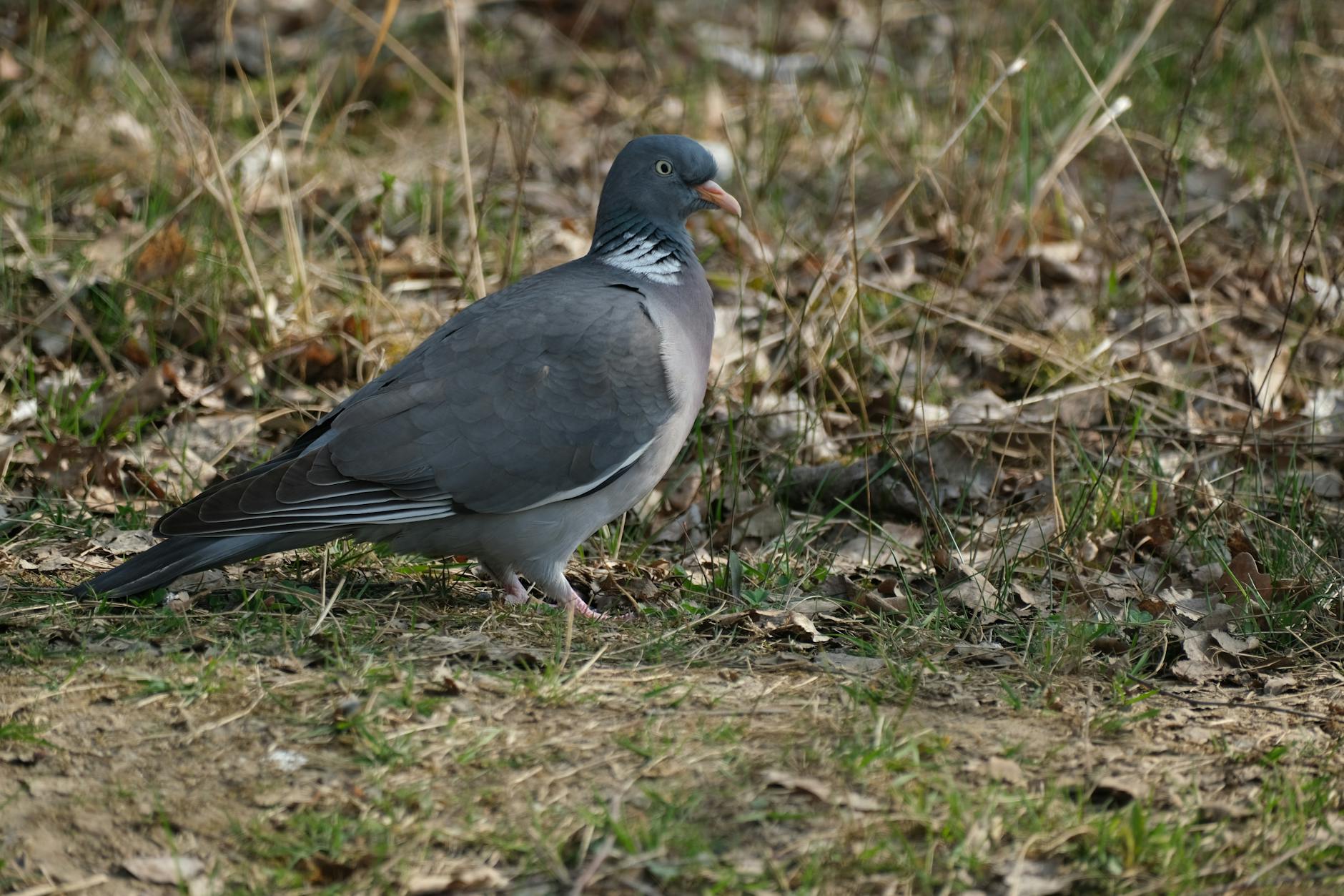 Mieszkańcy Golubia-Dobrzynia sprzątający tereny zielone nad rzeką Drwęcą z okazji Dnia Ziemi.